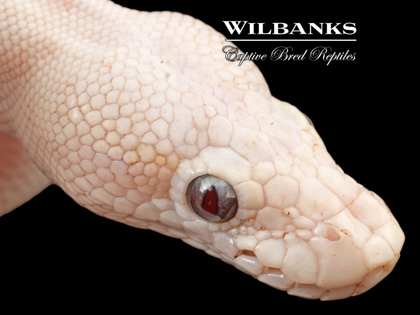 Banana Blue Eyed Leucistic (Mojave Butter) Ball Python ♂ '24