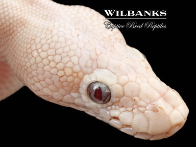 Banana Blue Eyed Leucistic (Mojave Butter) Ball Python ♂ '24