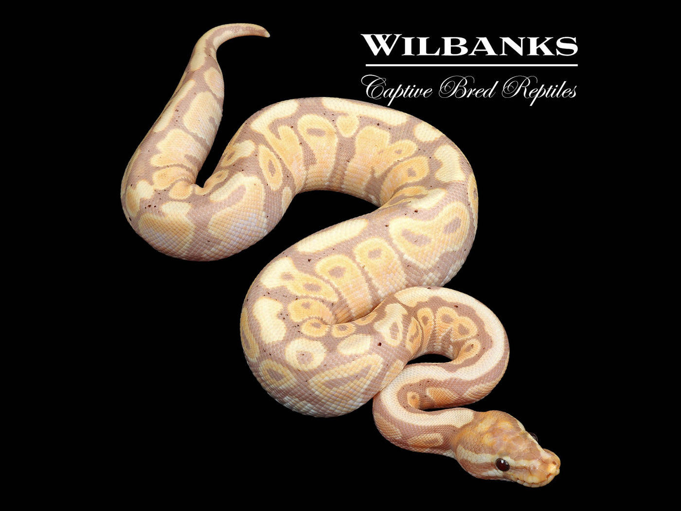 Banana Spotnose Fire Ball Python ♂ '24