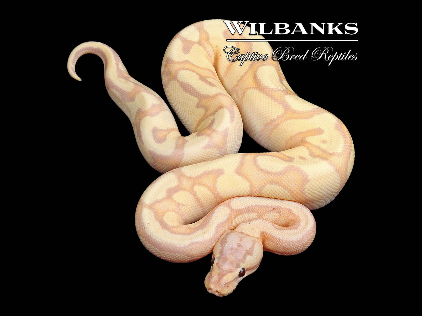 Banana Enchi Pastel Red Stripe Ball Python ♂ '24