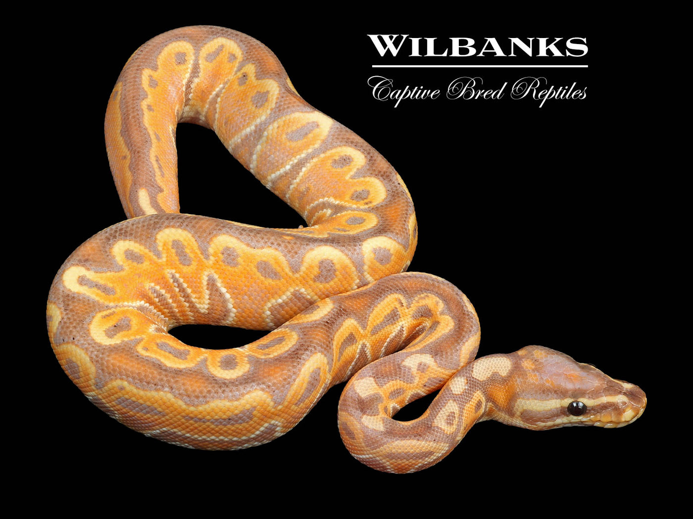 Banana Special Ball Python ♂ '24