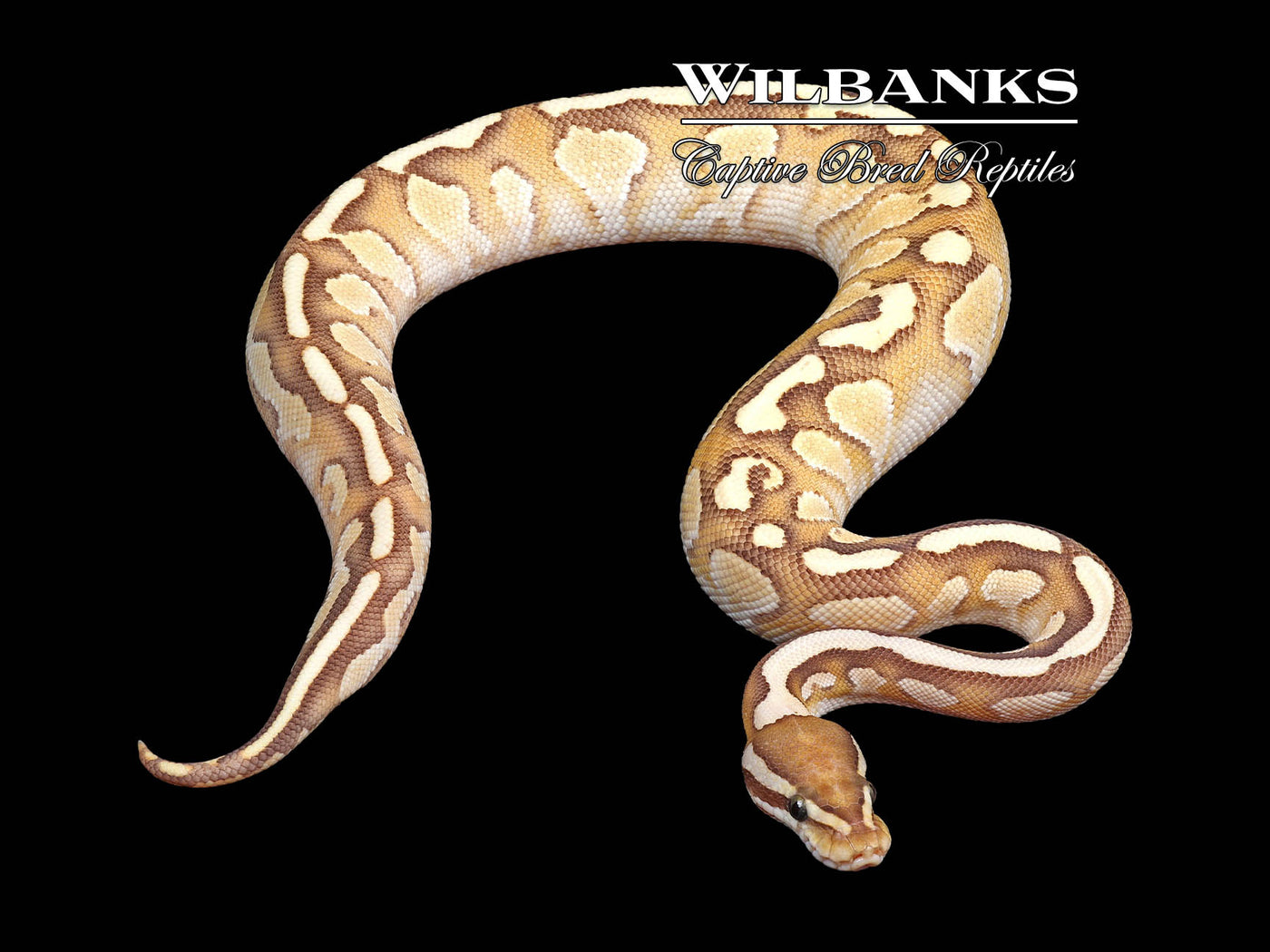 Nuclear Crush Ball Python ♂ '24