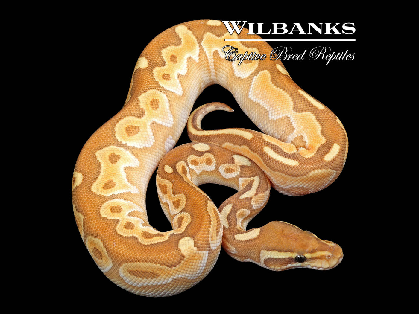 Orange Crush Enchi Butter Black Pastel Ball Python ♂ '24