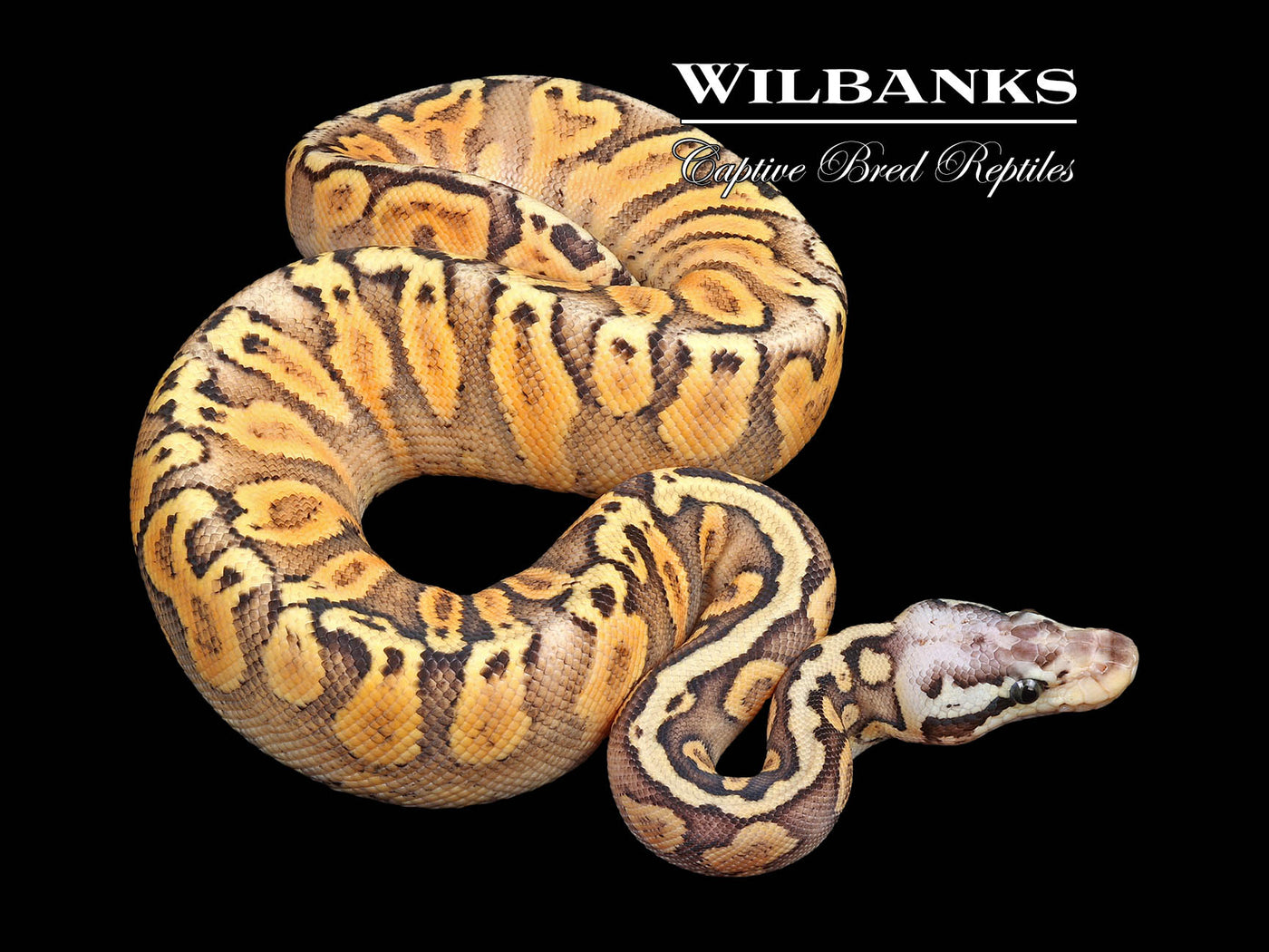 Super Pastel GHI Yellow Belly or Asphalt Ball Python ♀ '24