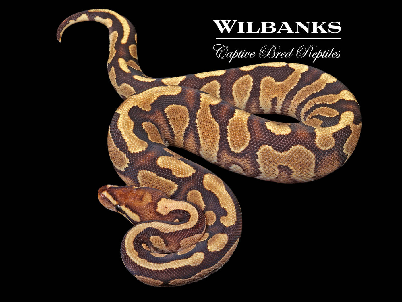 Fire Gravel Ball Python ♀ '24