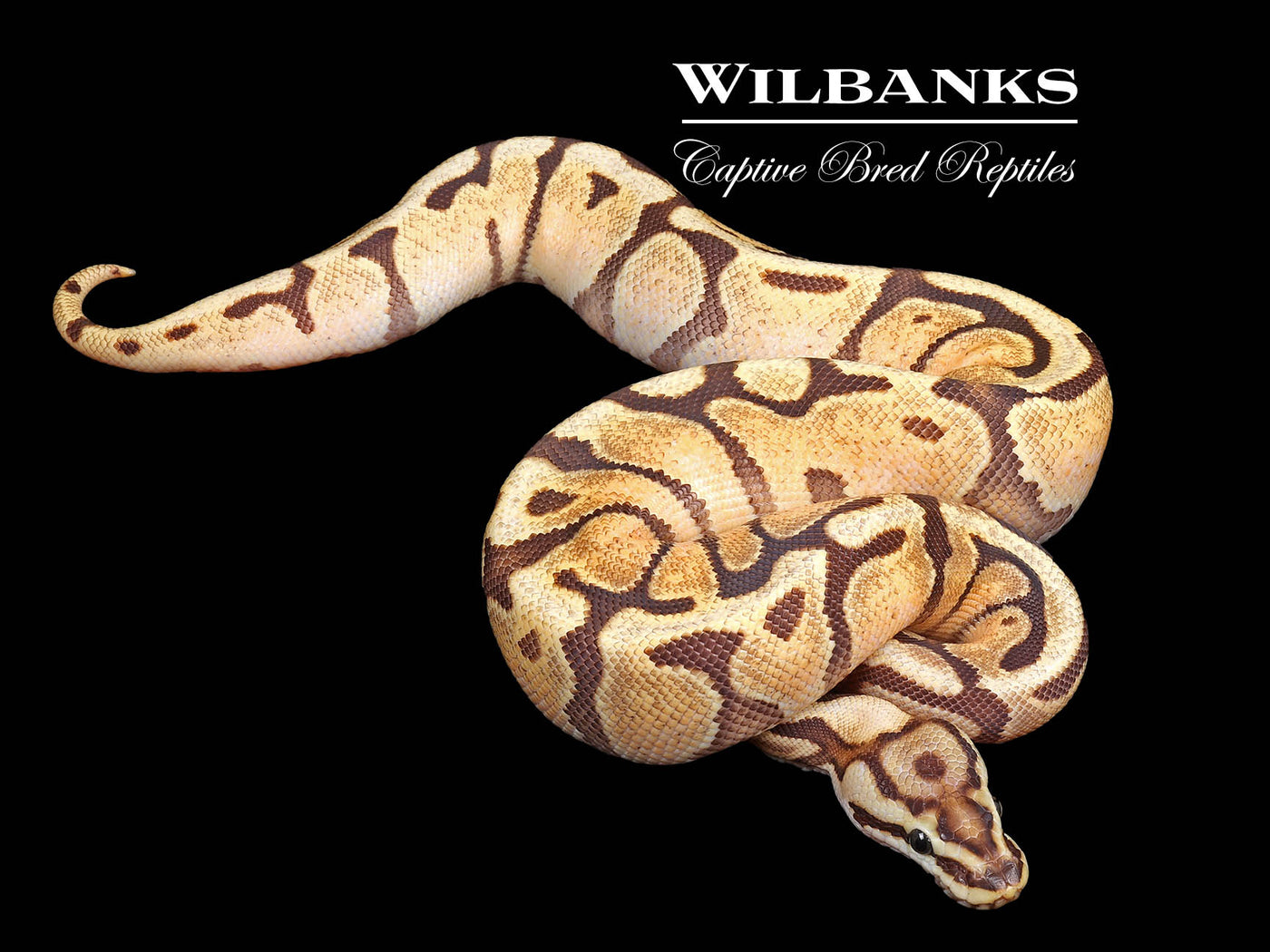 Enchi Fire Spotnose Ball Python ♀ '24