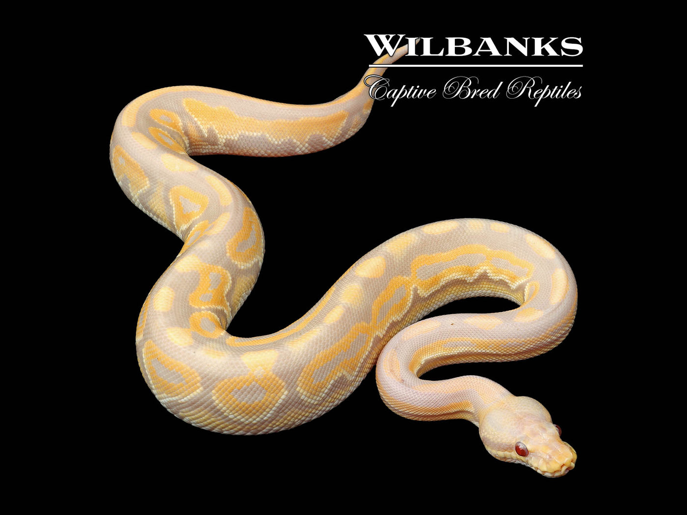 Cinnamon Candy Ball Python ♀ '24