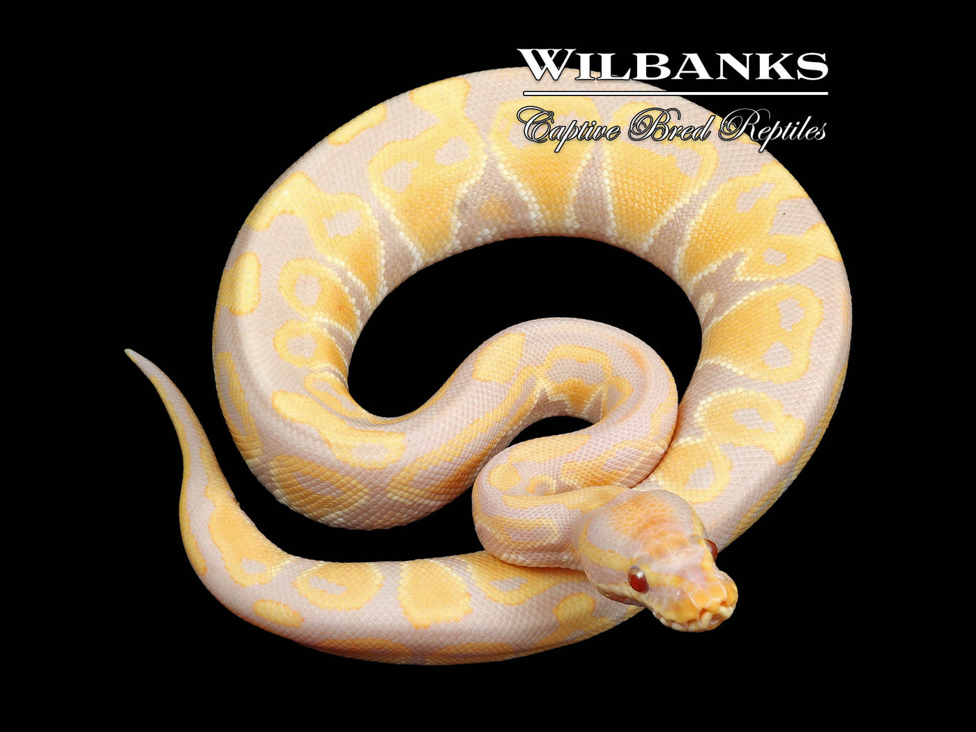 Candy Ball Python ♂ '24