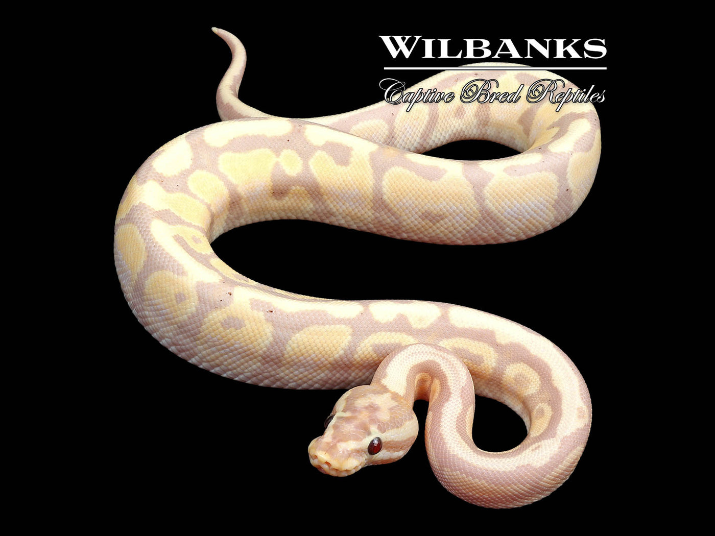 Banana Spotnose Fire Ball Python ♂ '24
