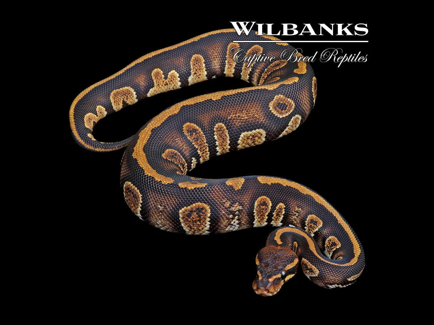 Stranger 66% PH Pied Ball Python ♂ '24