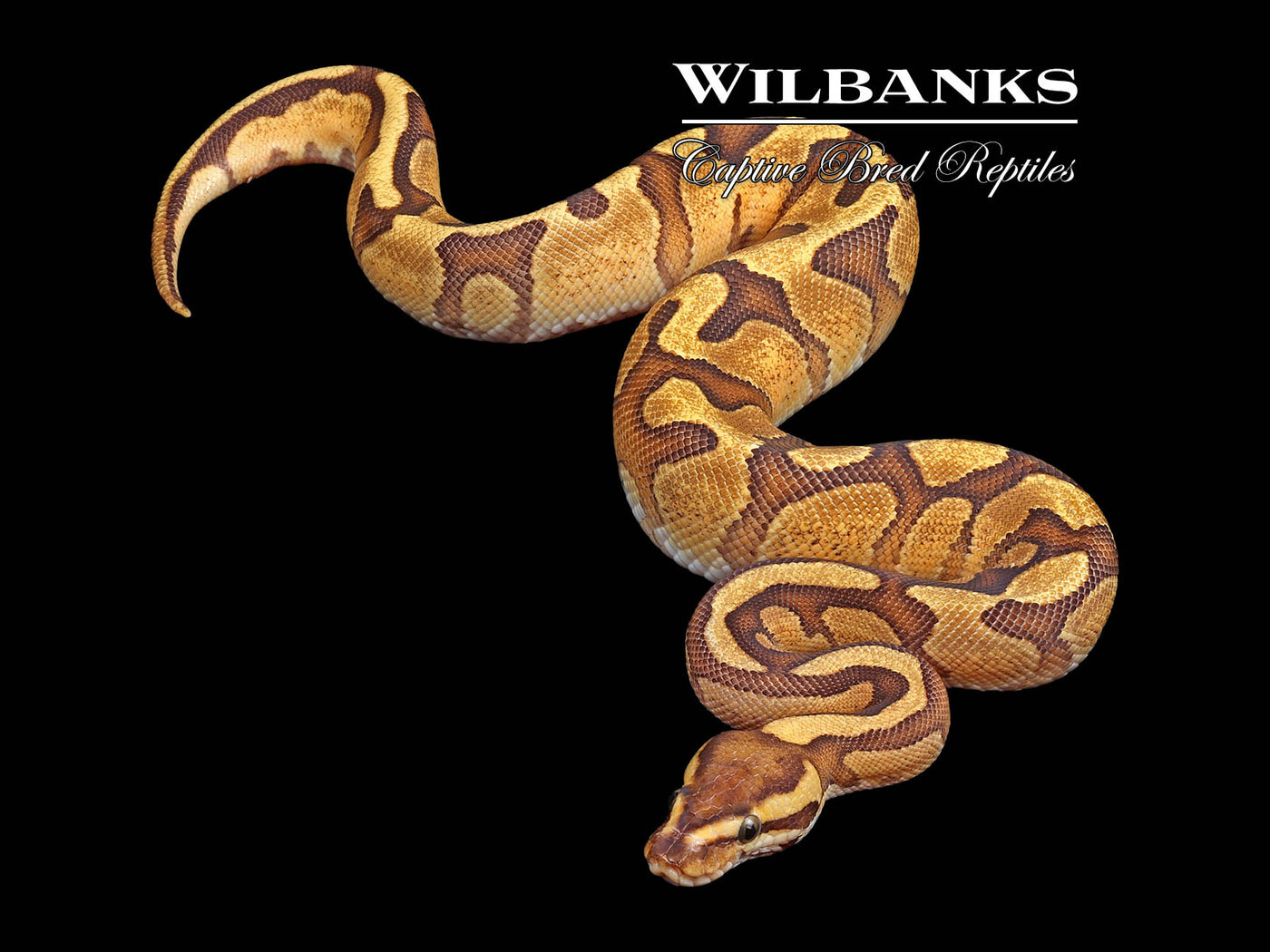 Butter Enchi 100% Het. Orange Crush Ball Python ♀ '24