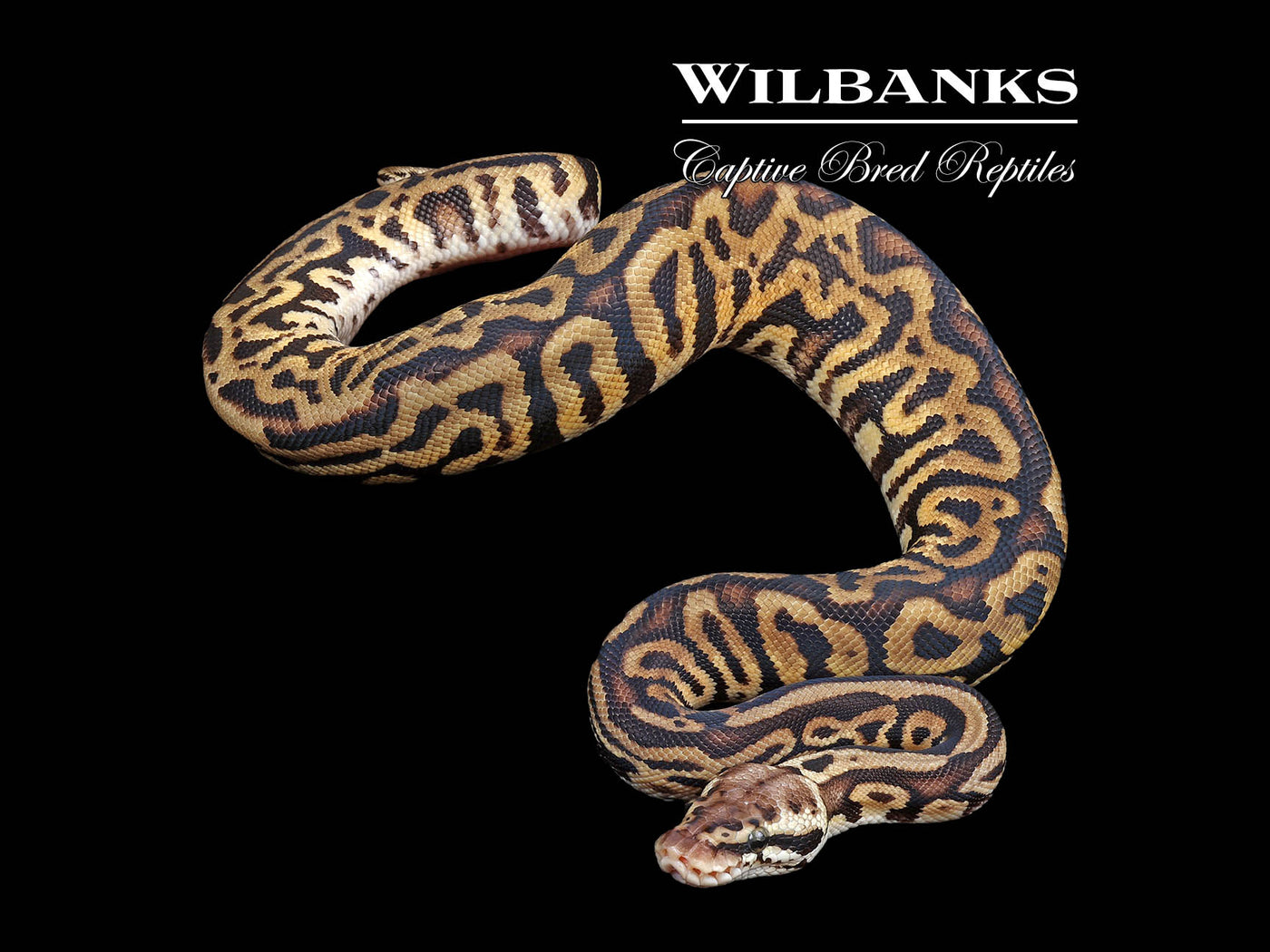 Spotnose Leopard Pastel Ball Python ♂ '24