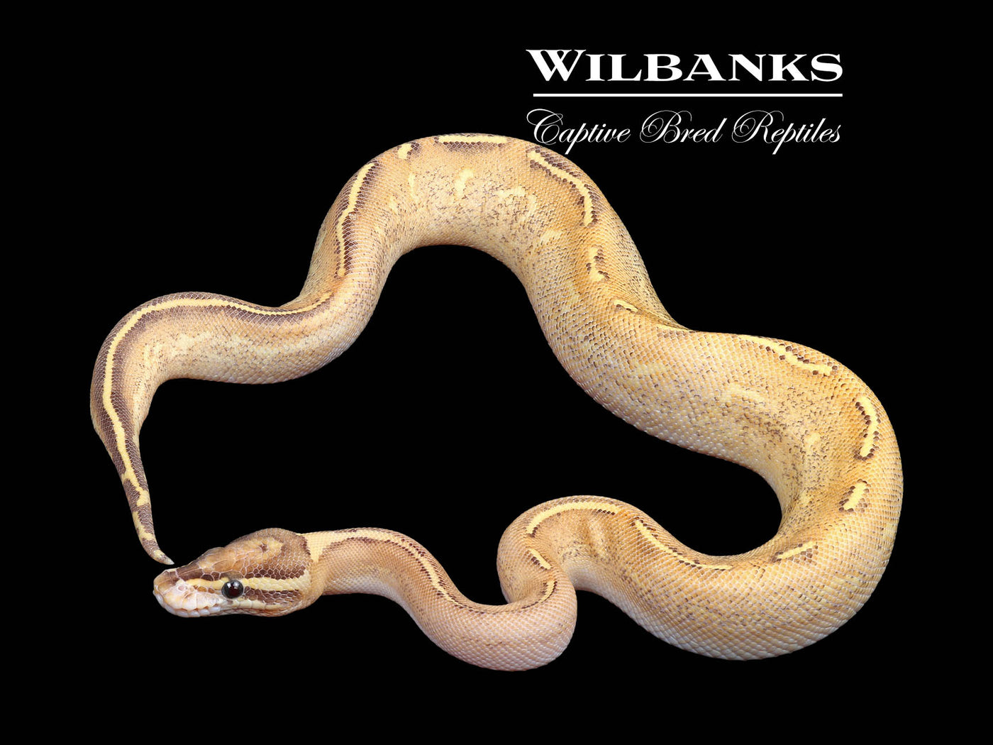 Highway Ball Python ♀ '24