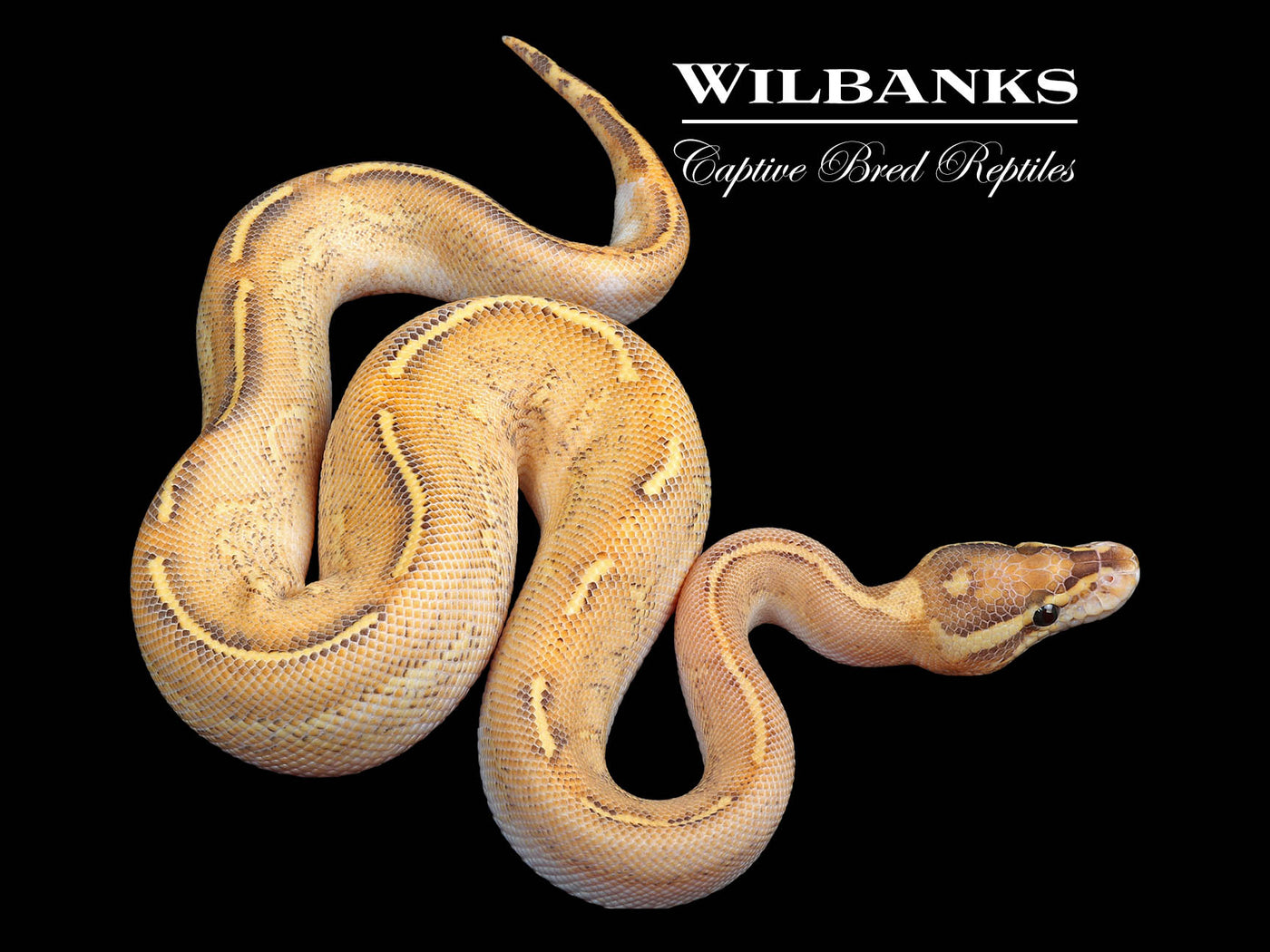 Highway Ball Python ♂ '24