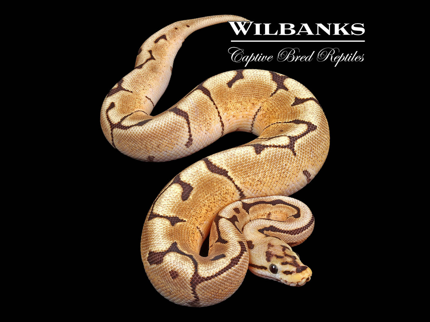 Fire Spider Ball Python ♀ '24