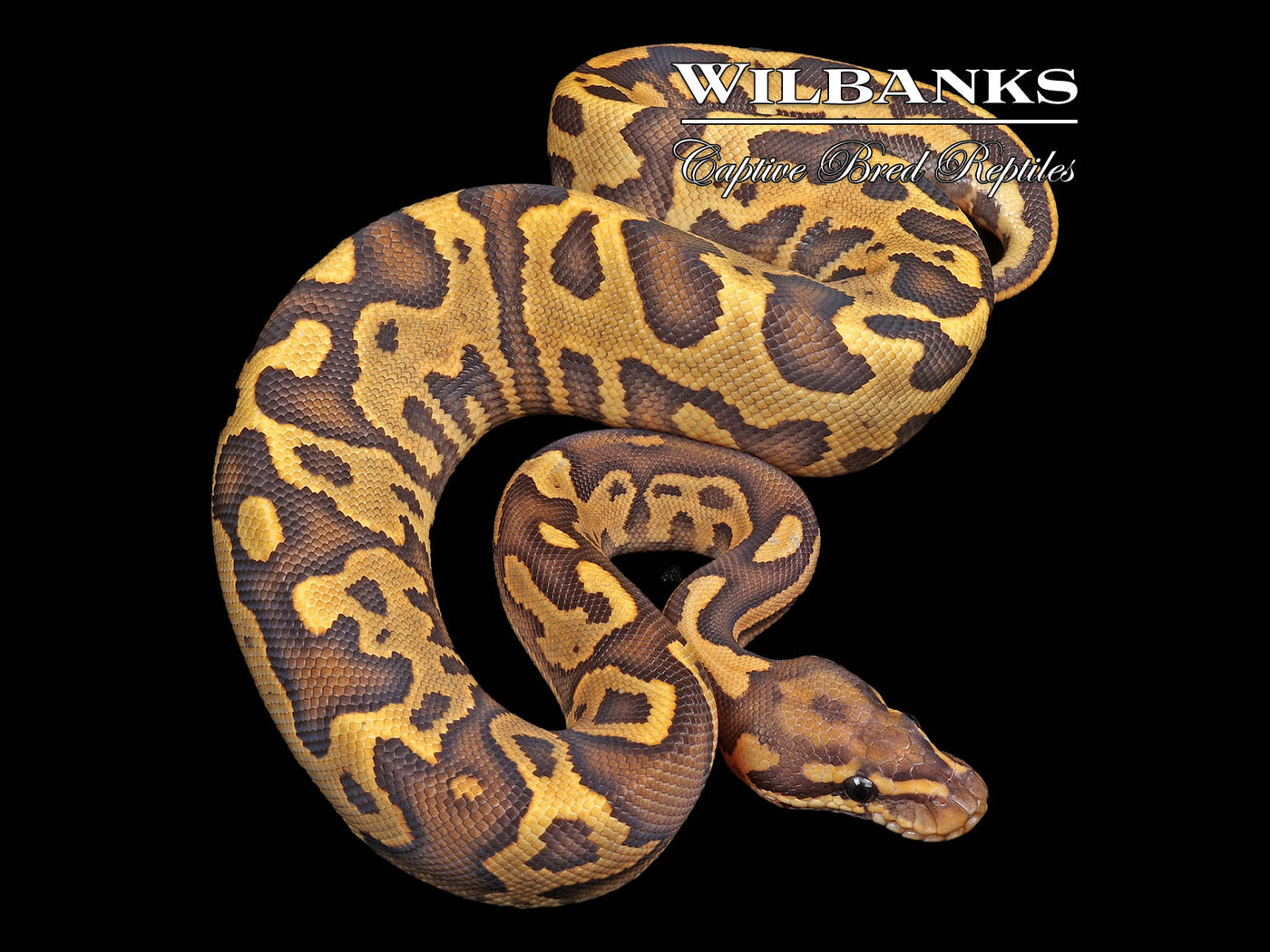 Orange Crush Fire Leopard Ball Python ♀ '24