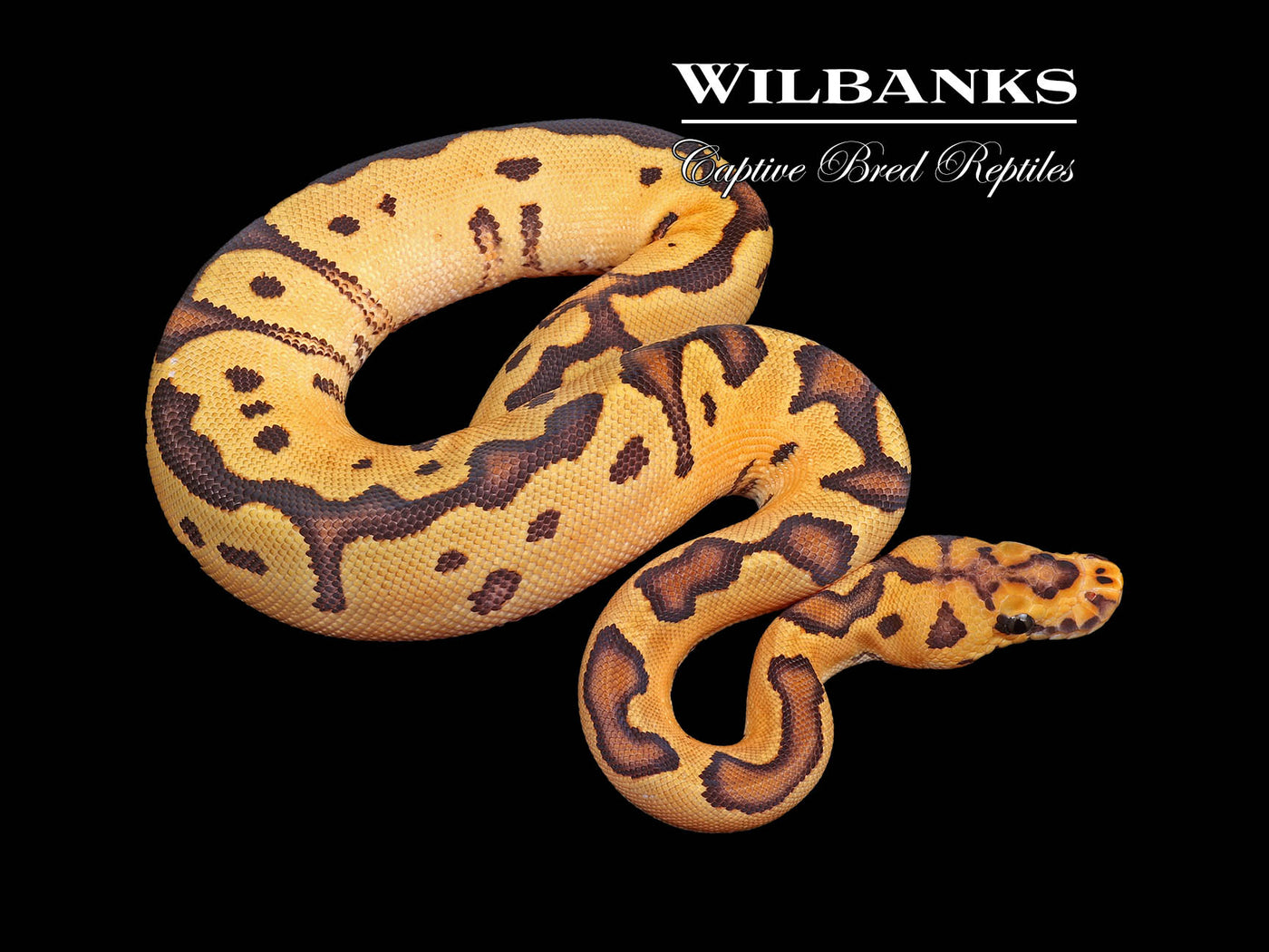 Fire Clown Ball Python ♀ '24
