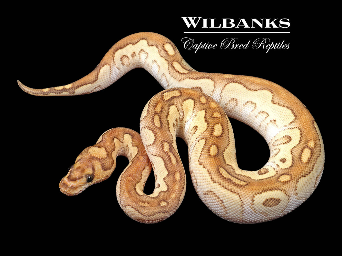 Butter Clown Ball Python ♀ '24