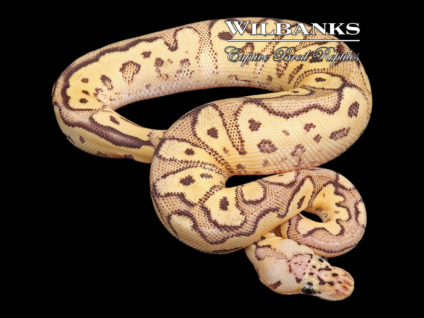 Firefly Clown Ball Python ♂ '24