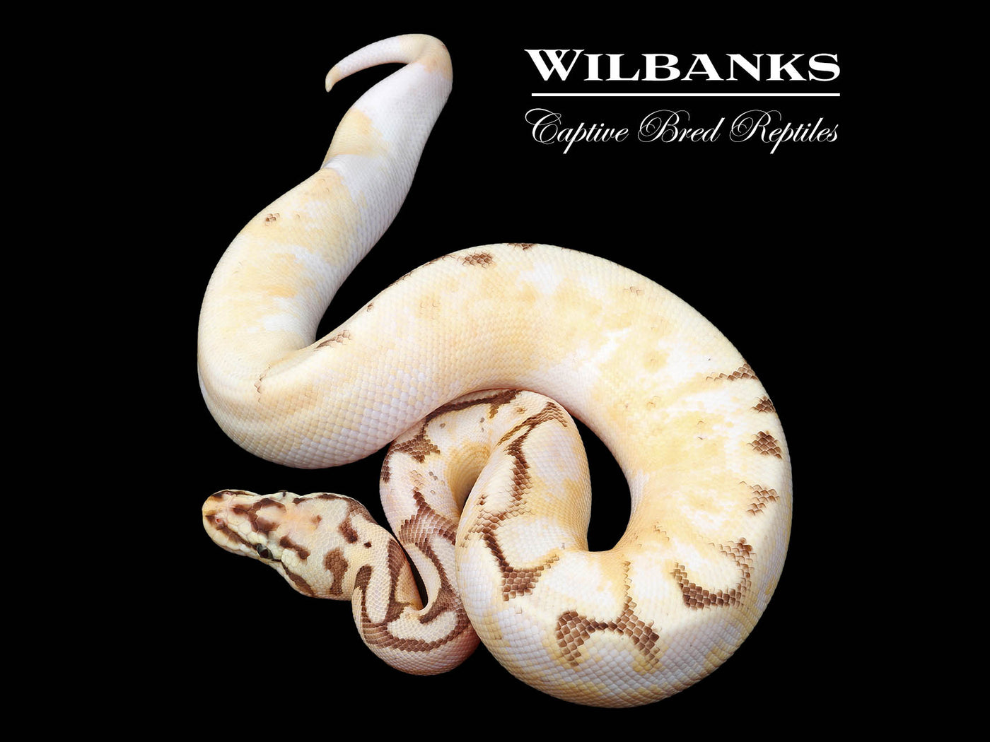 Sugar Fire Bee Yellow Belly Ball Python ♂ '24