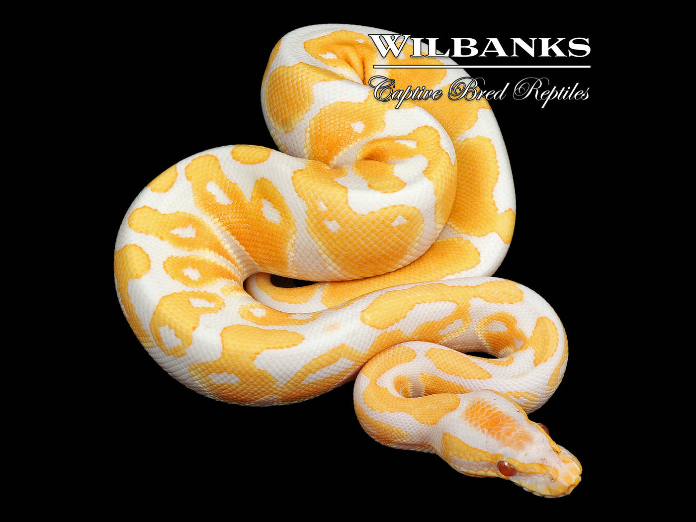 Lavender Albino 100% Het. Clown Ball Python ♂ '24