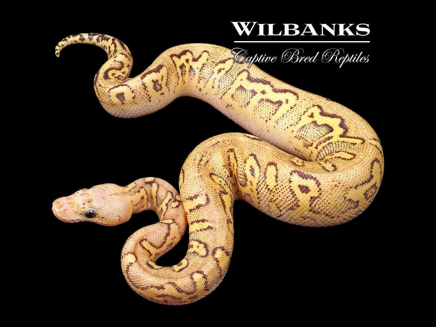 Firefly Stranger Clown Ball Python ♂ '24