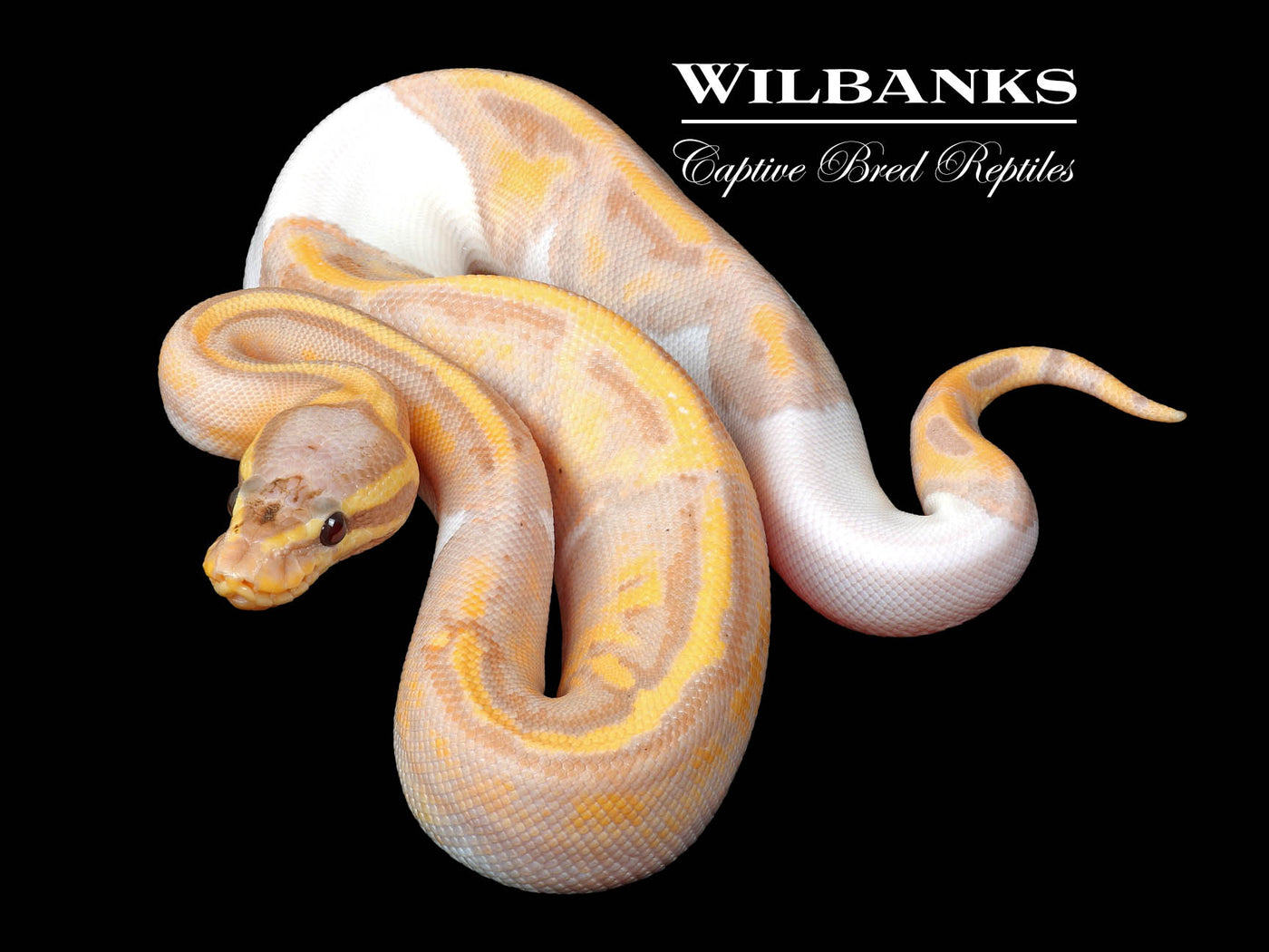 Banana Pied Ball Python ♀ '25