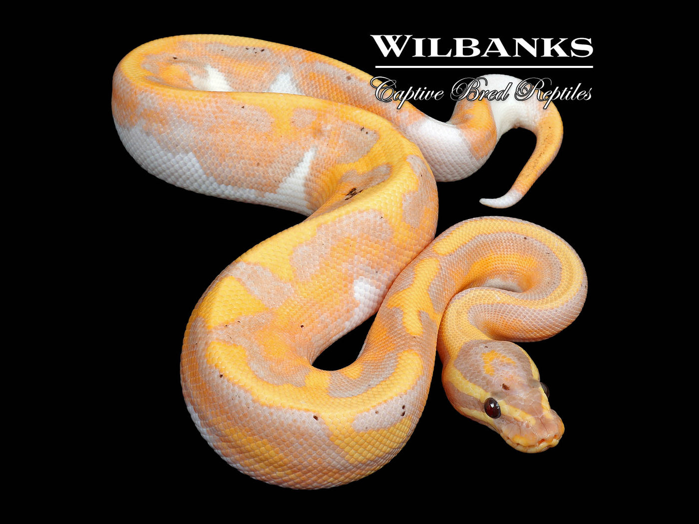 Banana Pied Ball Python ♂ '25