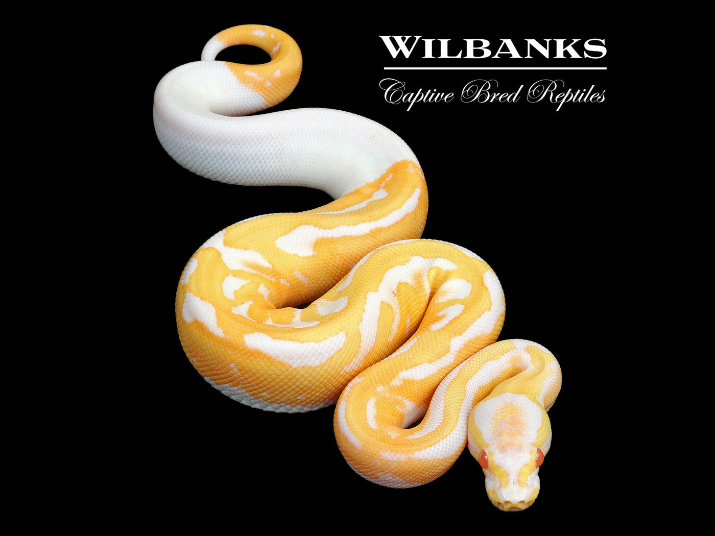 Albino Pied Ball Python ♂ '25