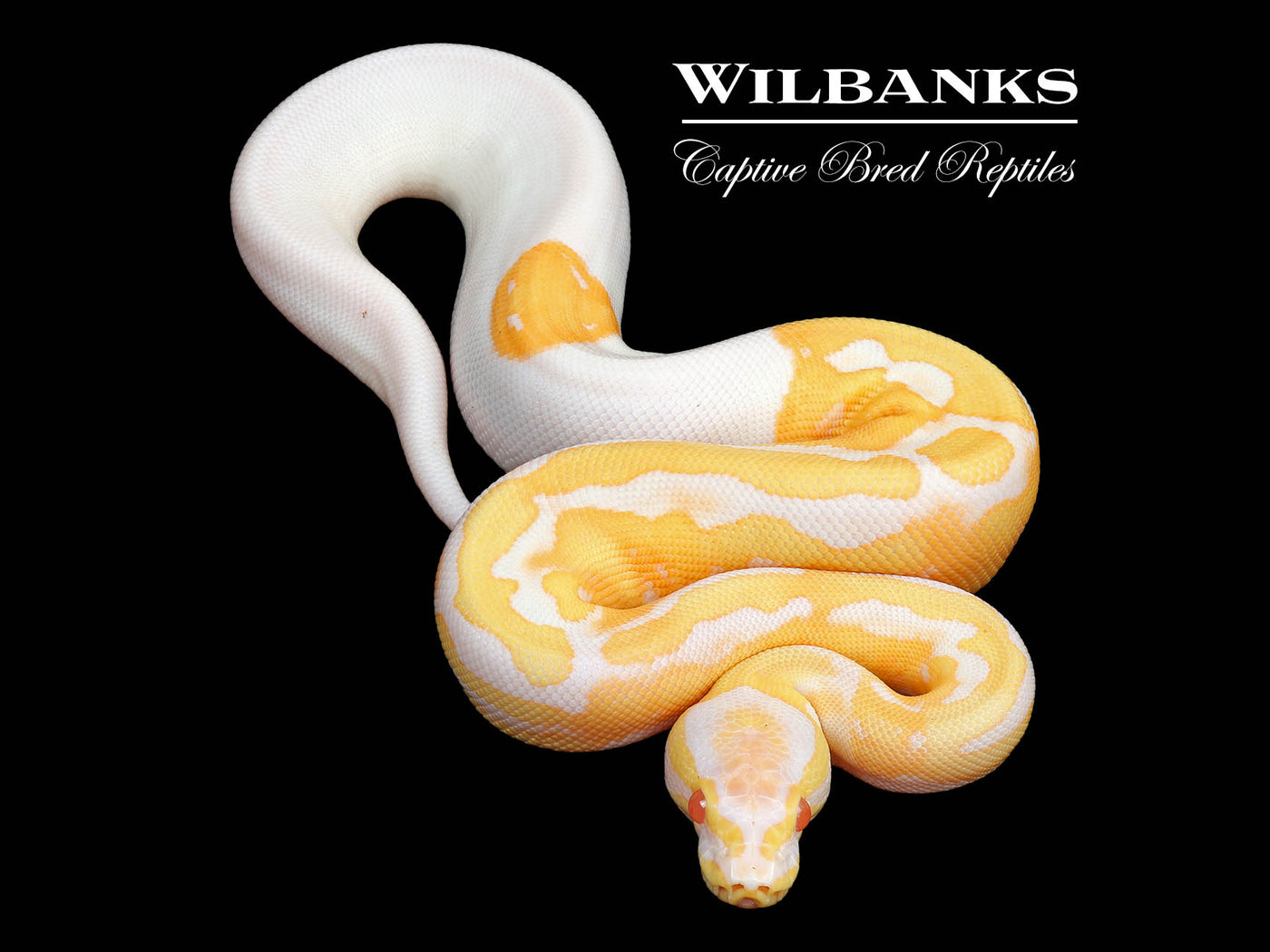 Albino Pied Ball Python ♀ '25