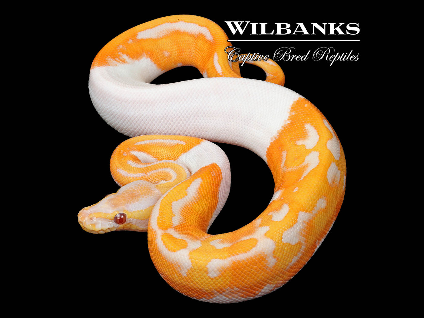 Dreamsicle Lavender Pied Ball Python ♂ '25