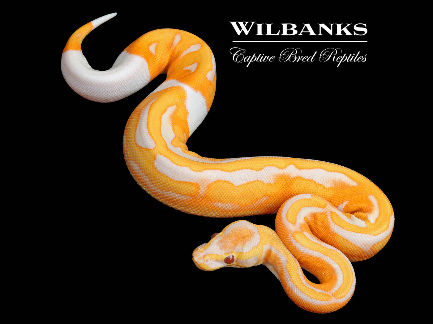 Dreamsicle Lavender Pied Ball Python ♀ '25
