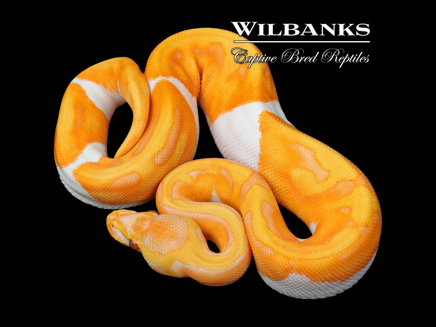 Blackhead Enchi Dreamsicle Ball Python ♀ '25