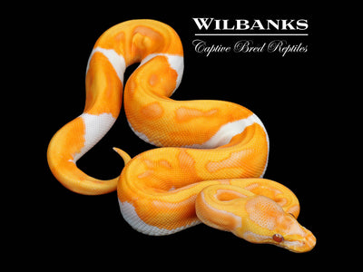 Blackhead Enchi Dreamsicle Ball Python ♀ '25