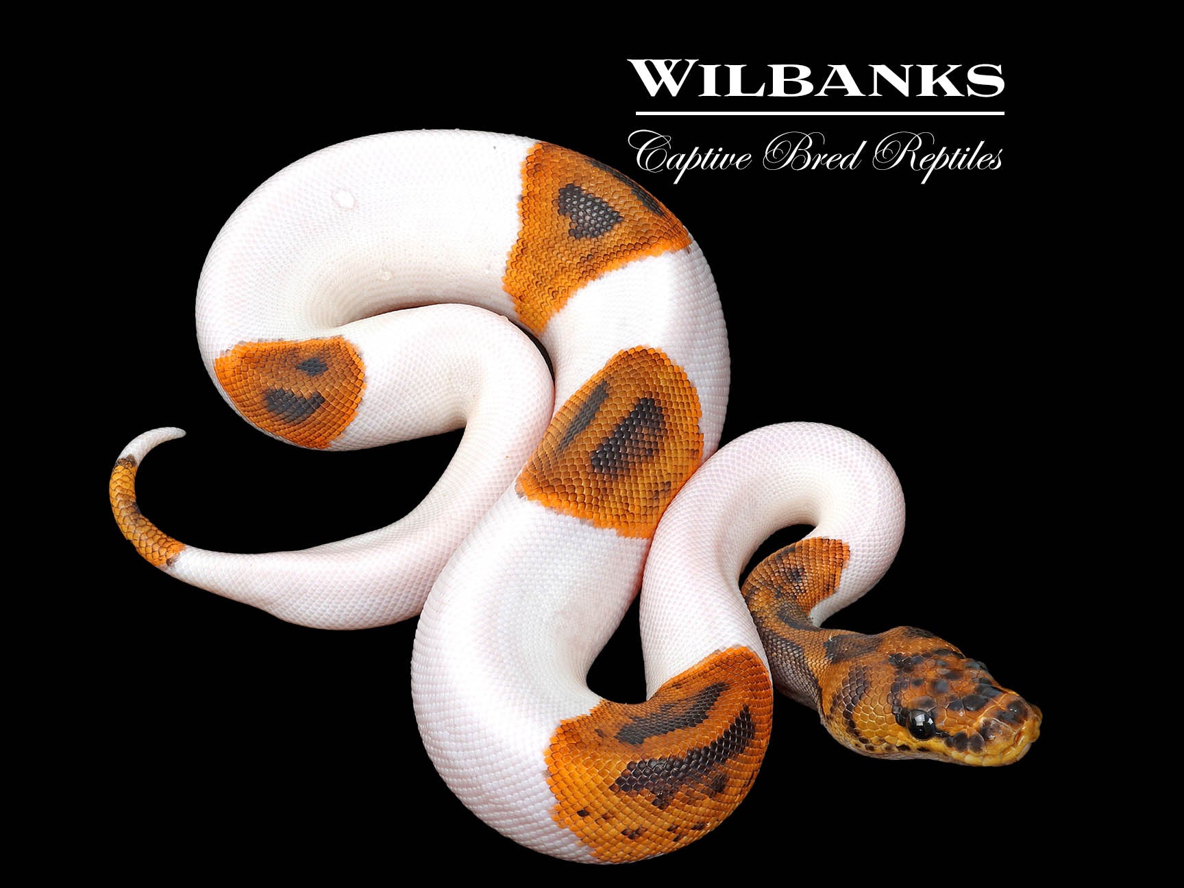 Stranger Clown Pied Ball Python ♀ '25 – Wilbanks Captive Bred Reptiles