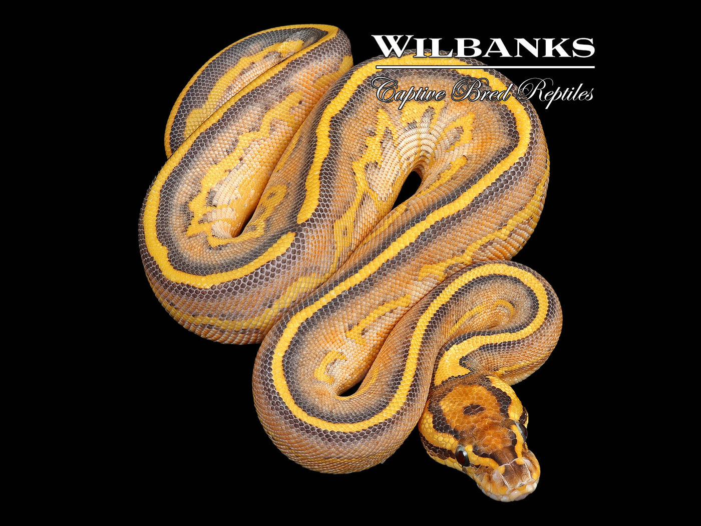 Leopard Baker Special Highway Ball Python ♀ '25