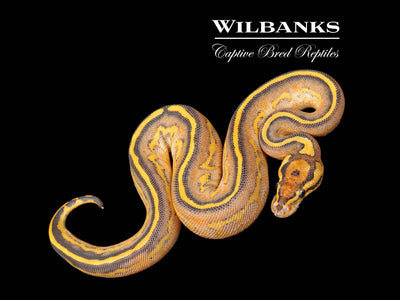 Leopard Baker Special Highway Ball Python ♀ '25