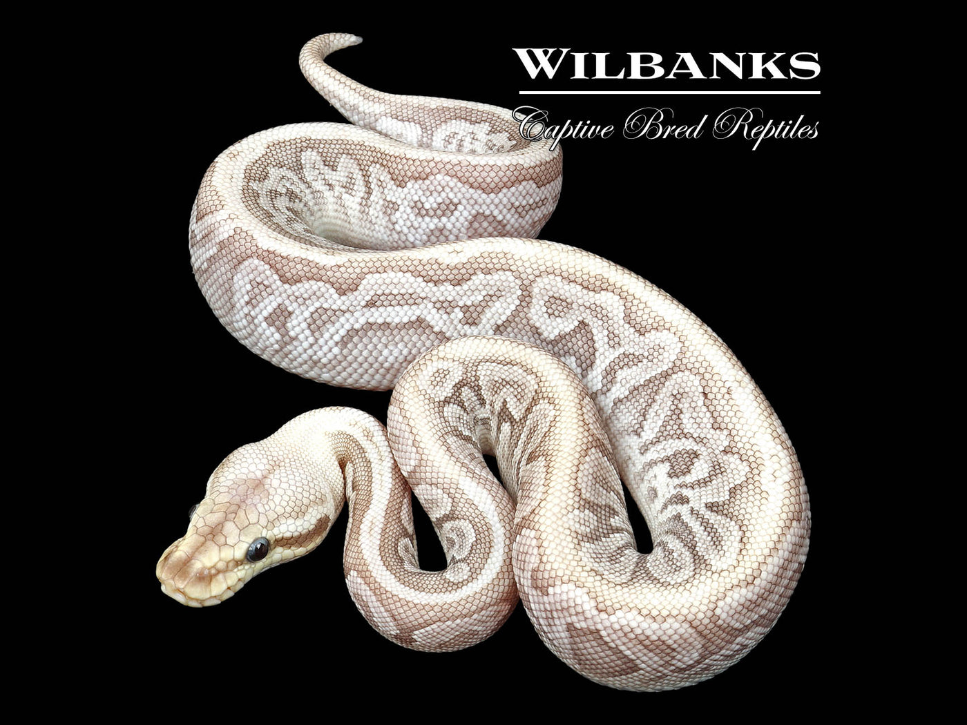 Bamboo Leopard Black Pewter Ball Python ♂ '25
