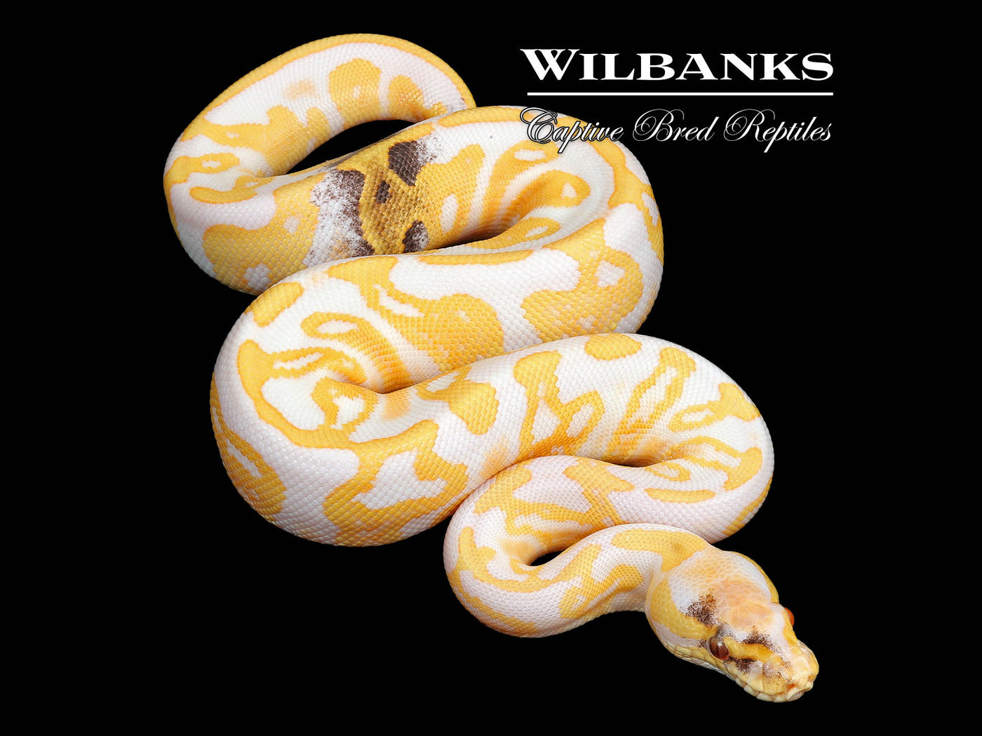 GHI Albino Paradox Ball Python ♀ '25