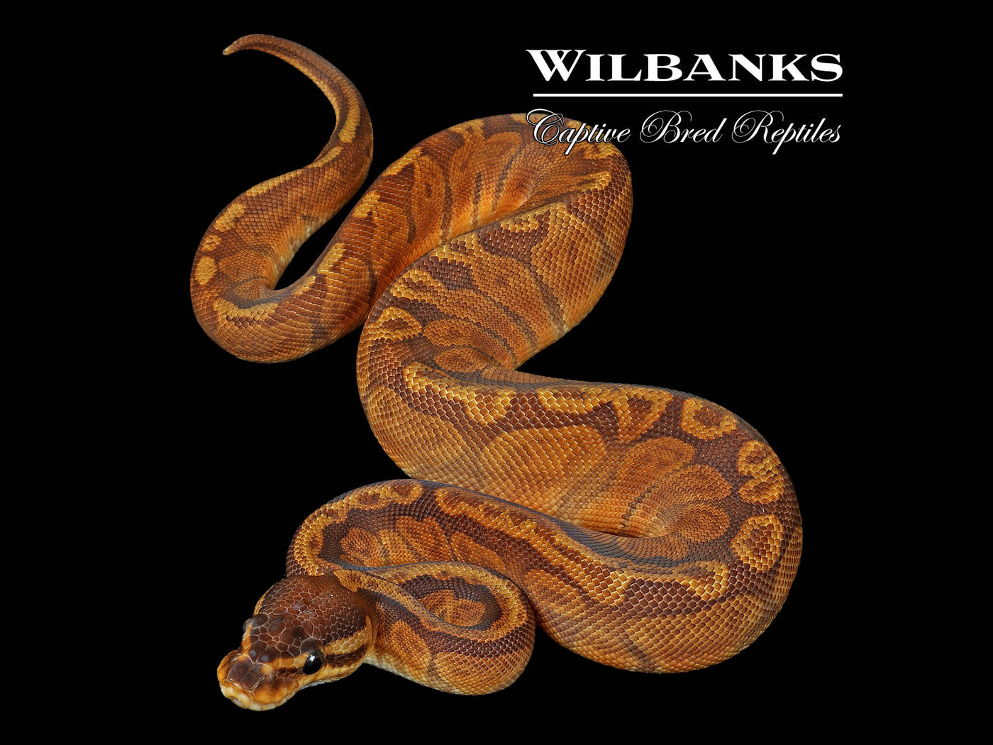 Sunset Ball Python ♀ '25