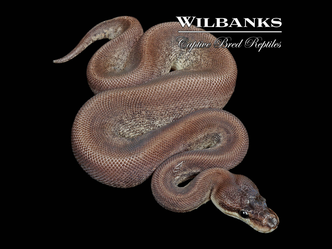 Pastel Blackhead Mahogany Cinnamon Ball Python ♂ '25