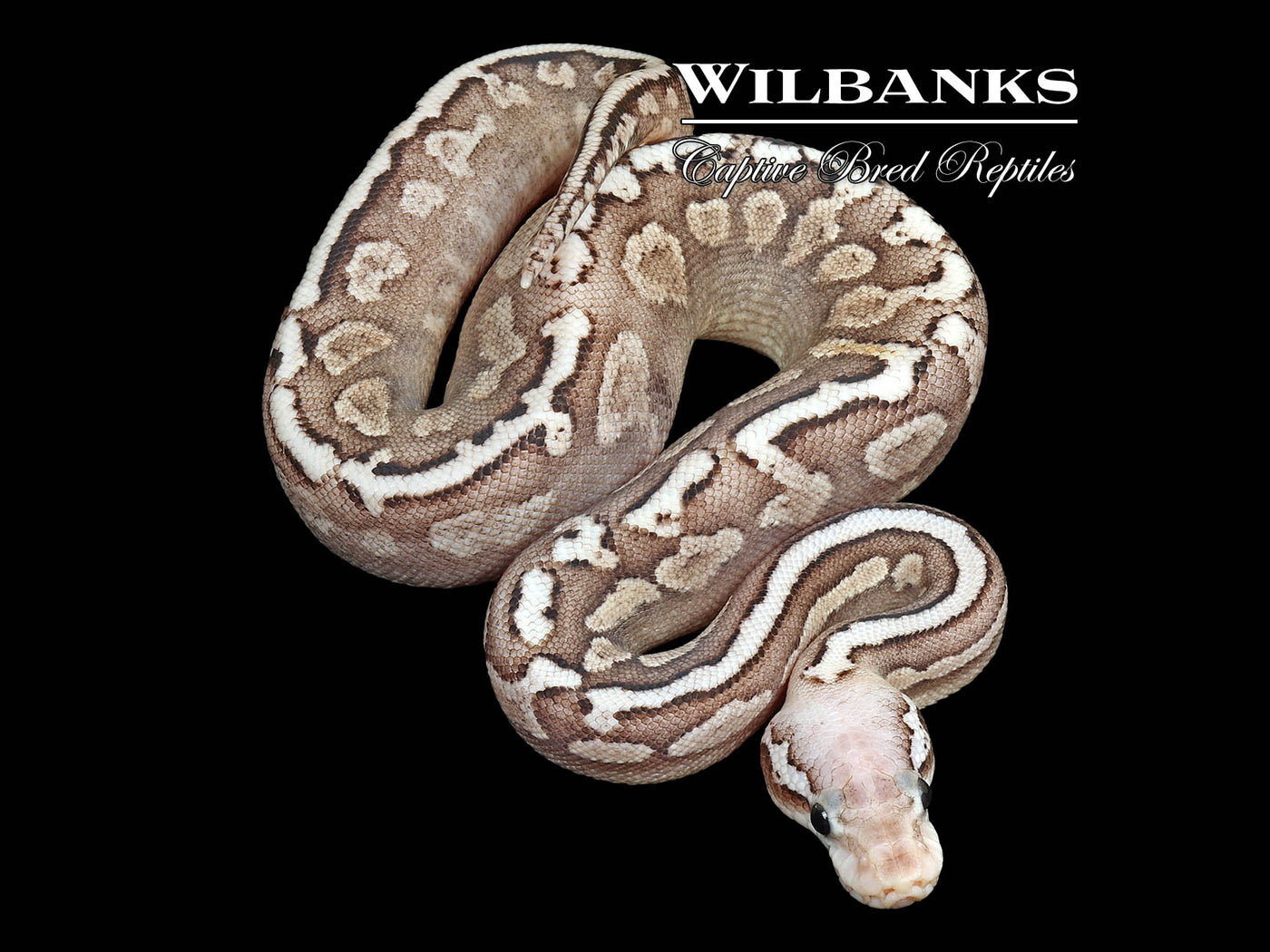 Disco GHI Vanilla Spotnose Pewter Ball Python ♂ '25