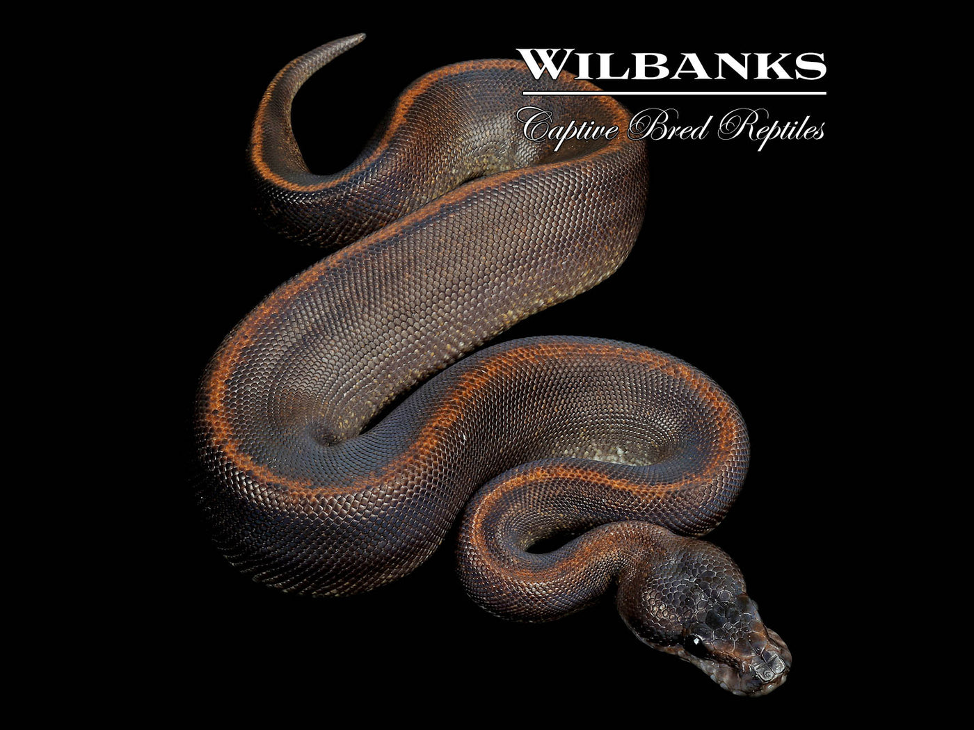 Suma Mystic Ball Python ♂ '25