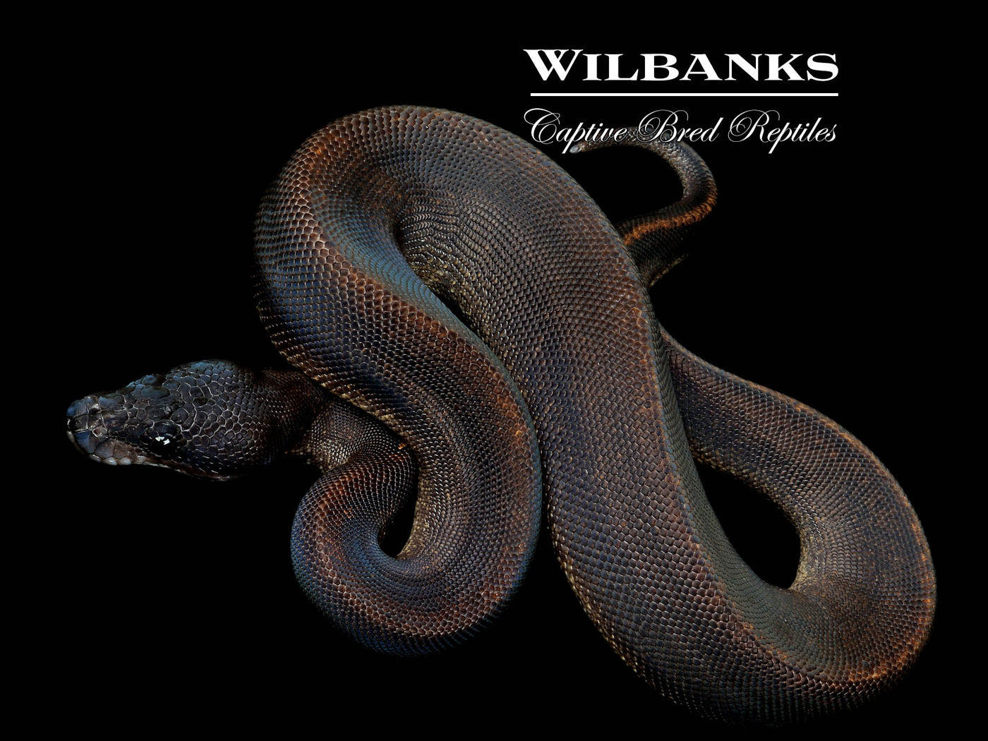 Suma Ball Python ♀ '25
