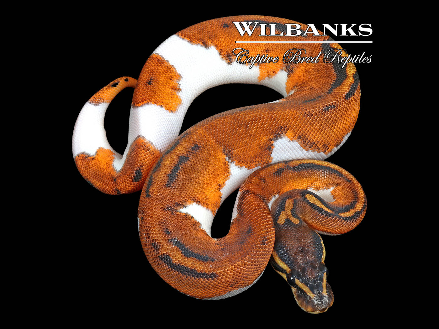 Orange Dream Blackhead Pied 66% PH Clown Ball Python ♀ '25