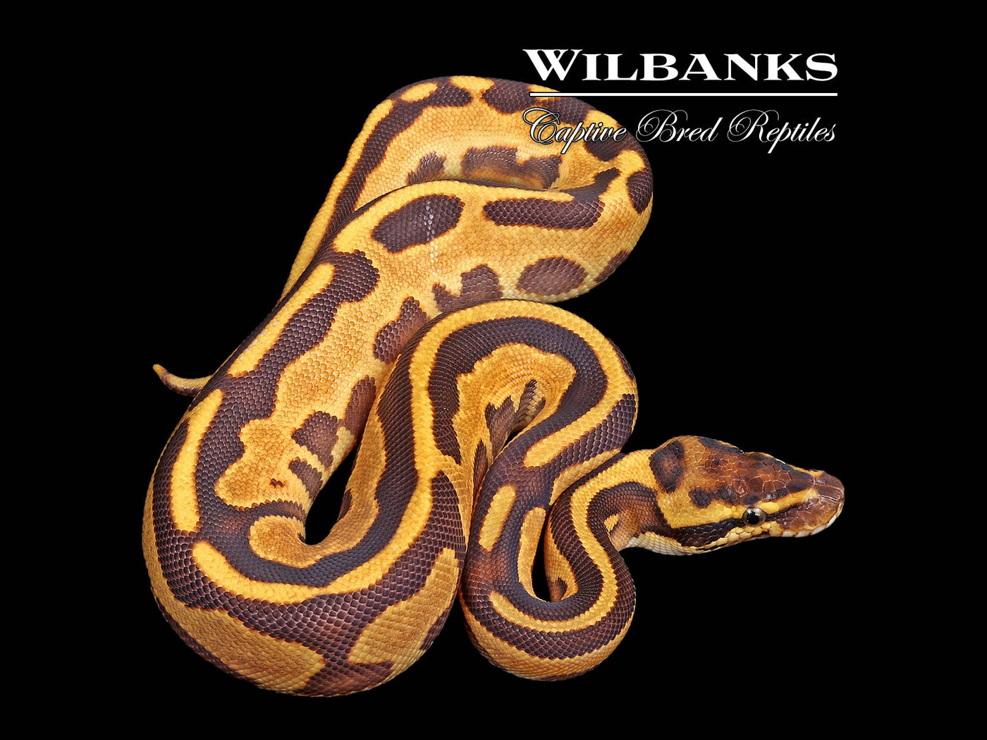 Leopard Blackhead Spotnose Fire Enchi Ball Python ♂ '25