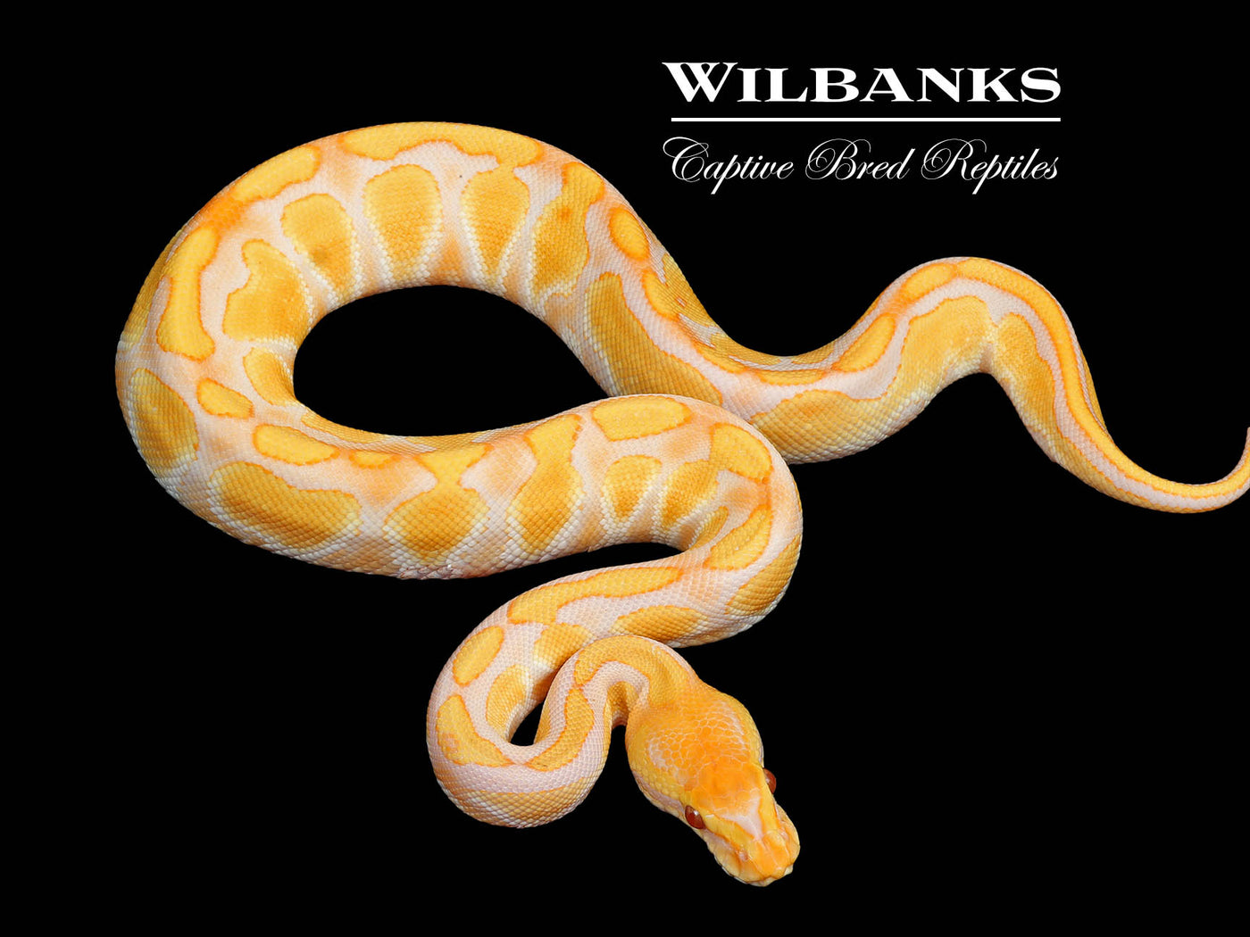 Lavender Albino Enchi Cypress Ball Python ♂ '25