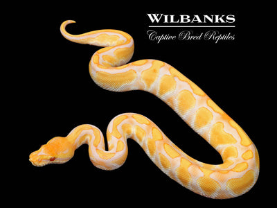 Lavender Albino Enchi Cypress Ball Python ♂ '25