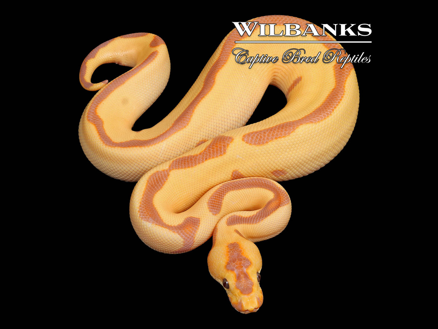 Banana Enchi Leopard Clown Ball Python ♂ '25