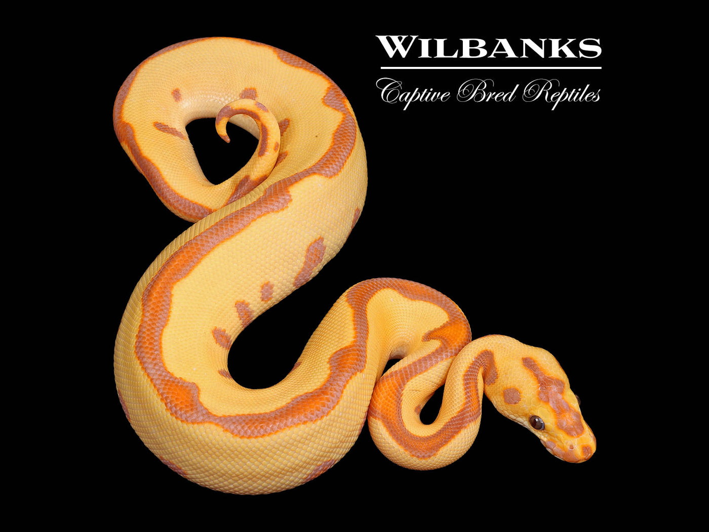 Banana Enchi Leopard Clown Ball Python ♂ '25